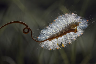 Fire caterpillar on unique tendril