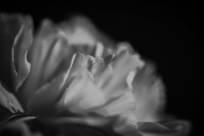 Close-up of rose against black background