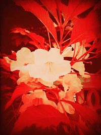 Close-up of red flowers