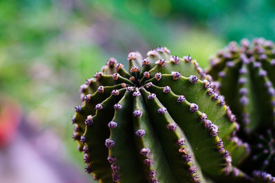 Close-up of flower growing outdoors