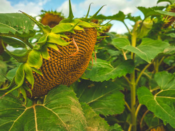 plant