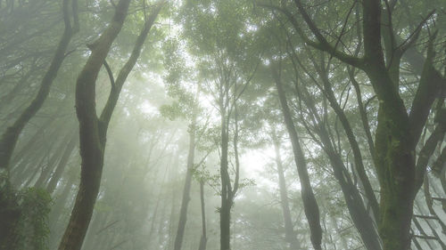 Sunlight streaming through trees in foggy forest