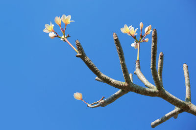 Low angle view of flowering plant against clear blue sky