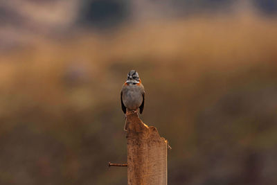 Bird perching on wooden post