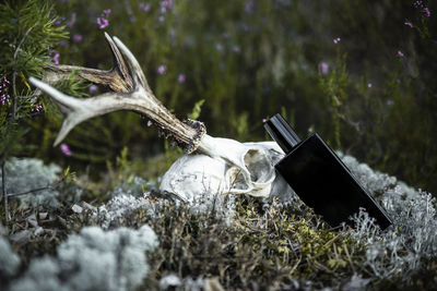 Close-up perfume bottle and skull 