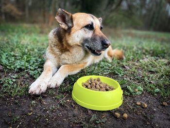 German shepherd dog lying down on the ground in the park and eating dog kibbles placed in a bowl