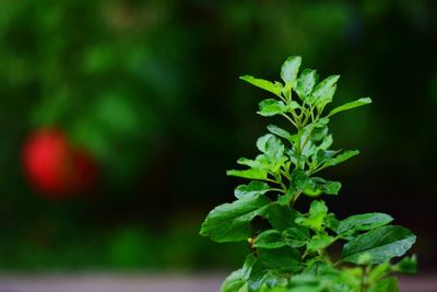 Close-up of plant growing outdoors