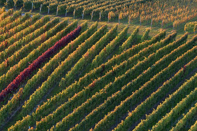 Full frame shot of corn field