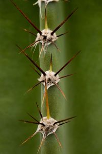 Close-up of bug on cactus