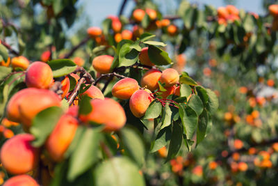 Close-up of berries growing on tree
