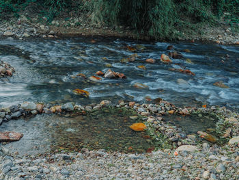 High angle view of fish swimming in lake