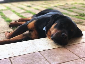 Close-up portrait of dog relaxing outdoors