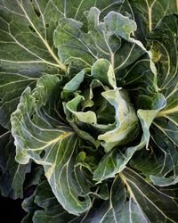 Full frame shot of green leaf