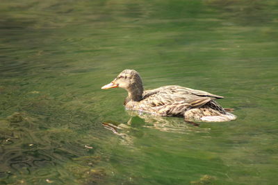 View of a turtle in water