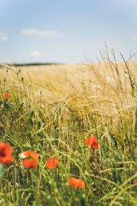 View of flowering plants on field against sky