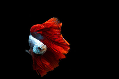 Close-up of a fish over black background