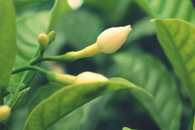 Close-up of fresh green plant