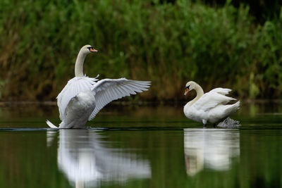 Swans swimming in lake