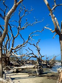 Bare tree against clear blue sky