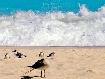 Seagulls on beach