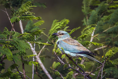 Bird perching on a branch