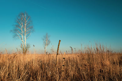 Wild grasses, birch trees without leaves and blue sky, focus on the foreground