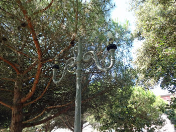 Low angle view of bird perching on tree in forest