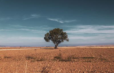 A tree on field against blue sky during autumn