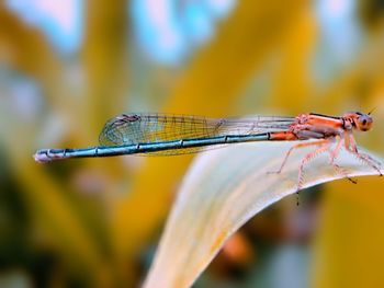 Close-up of dragonfly on leaf