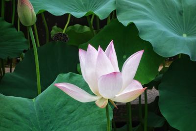 Close-up of lotus water lily