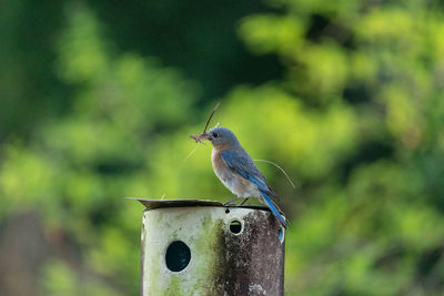 Nesting eastern bluebird sialia sialis with twigs in its beak on a birdhouse in naples, florida.