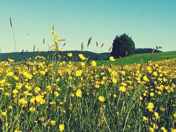 Yellow flowers blooming in field against clear sky