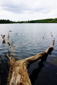 View of birds in lake