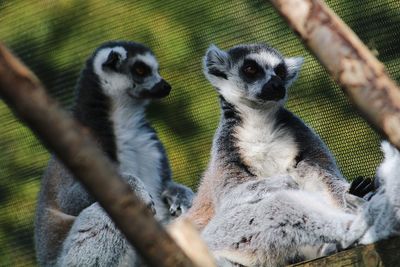 Close-up of family in zoo