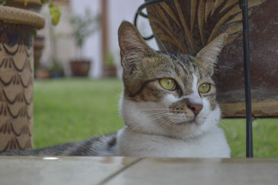 Close-up portrait of cat