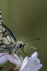 Close-up of butterfly on flower