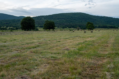 Hay field during garvest
