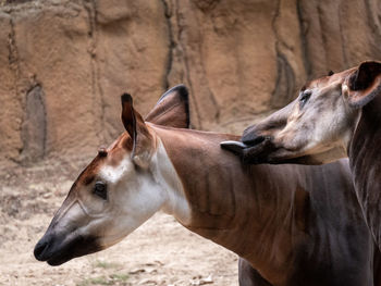 Close-up of a horse