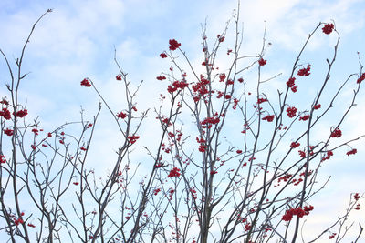 Low angle view of flowering plants against sky