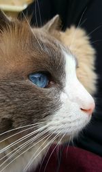 Close-up of cat looking away