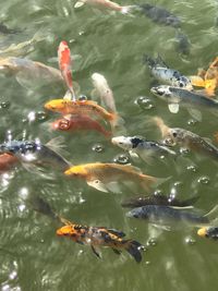 High angle view of koi carps swimming in lake