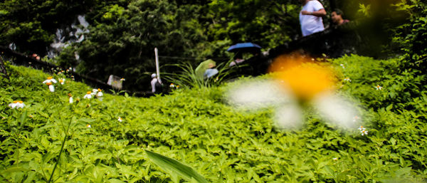 Low section of man on grass