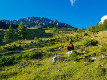 Cows in mountain countryside 