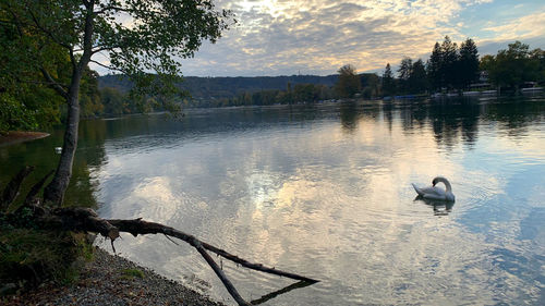 View of swan floating on lake