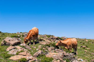 View of animal on field against clear blue sky