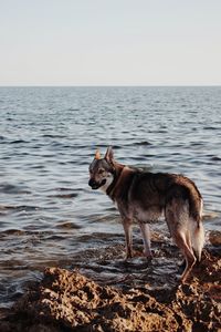 Dog standing on beach