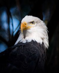 Close-up portrait of eagle against blurred background