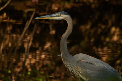 Gray heron