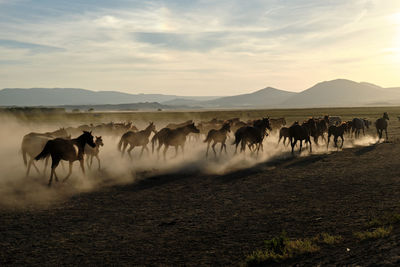 Horses on field against sky during sunset