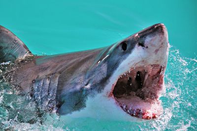 Close-up of shark swimming in water